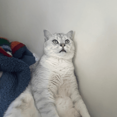 A headshot of a white British Shorthair, sitting on a bed, with a meditative stare.